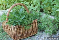 How to Grow and Dry Mint Leaves for Perfect Tea