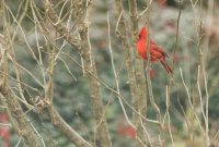 Winter Birds to Spot in Your Garden This Tuesday