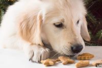 Homemade Peanut Butter Dog Treat Recipe: Simple & Nutritious