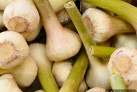 Spring Springtime Treat — Green Garlic Recipes & Uses