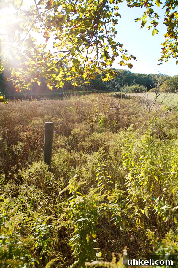 Martha's Vineyard Weekend Getaway Guide: Top Things to Do 2 img 11597 1
