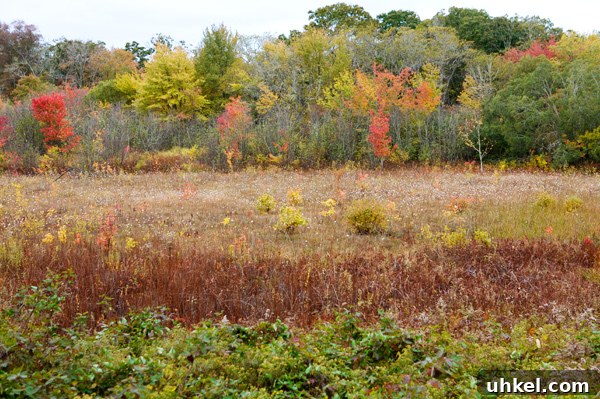 Martha's Vineyard Weekend Getaway Guide: Top Things to Do 18 img 11597 17