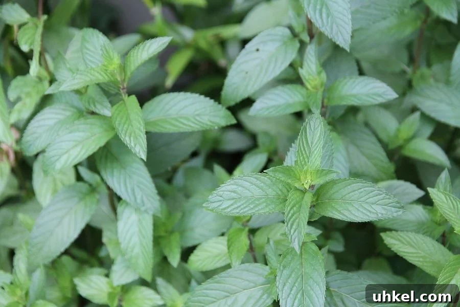 How to Grow and Dry Mint Leaves for Perfect Tea 2 a closeup photo of growing mint leaves