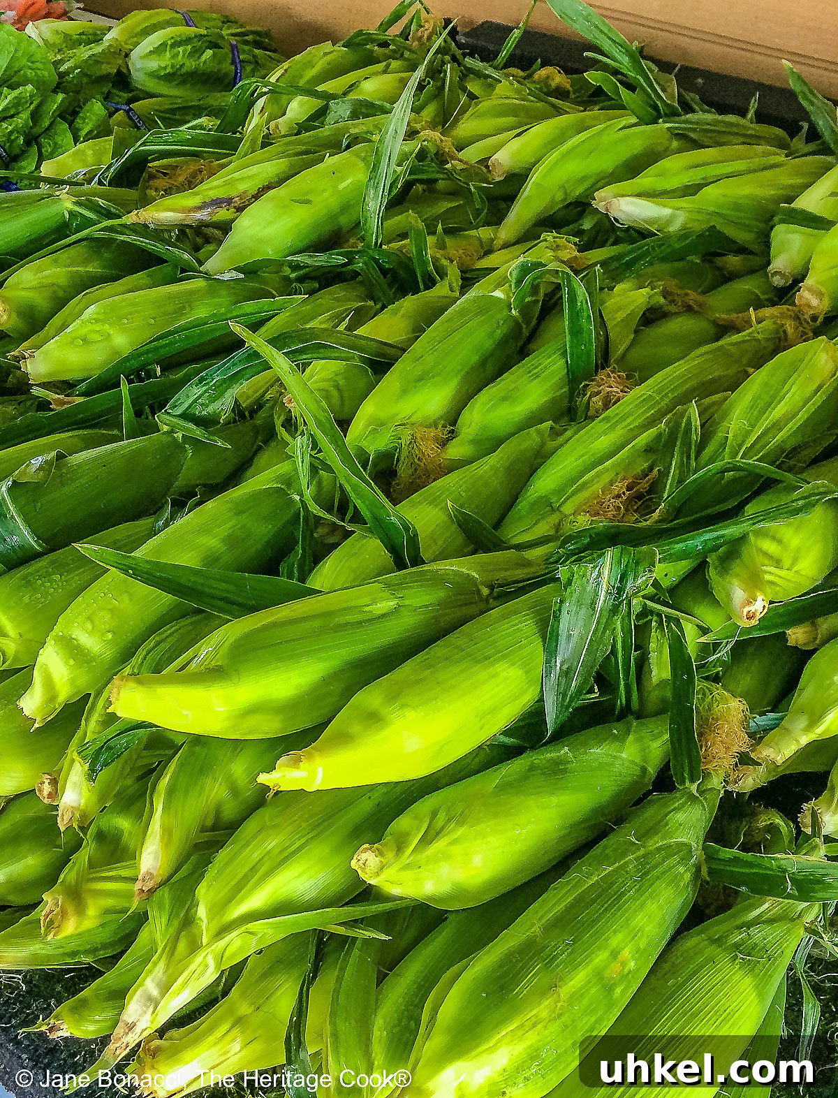 Huge pile of corn on the cob at the farmer's market.