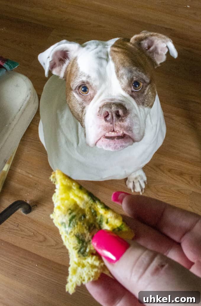 Porkchop the bulldog