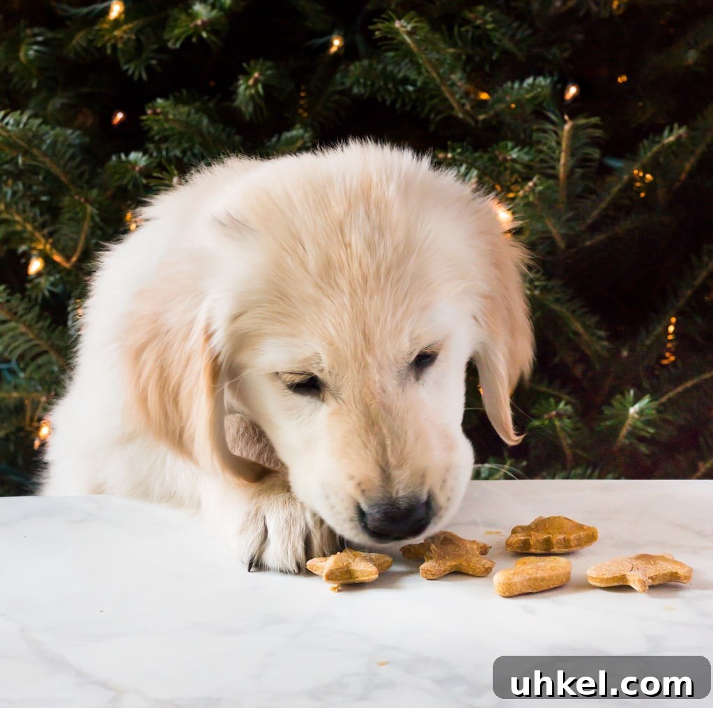Homemade Peanut Butter Dog Treat Recipe: Simple & Nutritious 3 Homemade peanut butter dog treats are a sweet gift for your puppy this Christmas! The biscuits require only four ingredients! | www.ifyougiveablondeakitchen.com