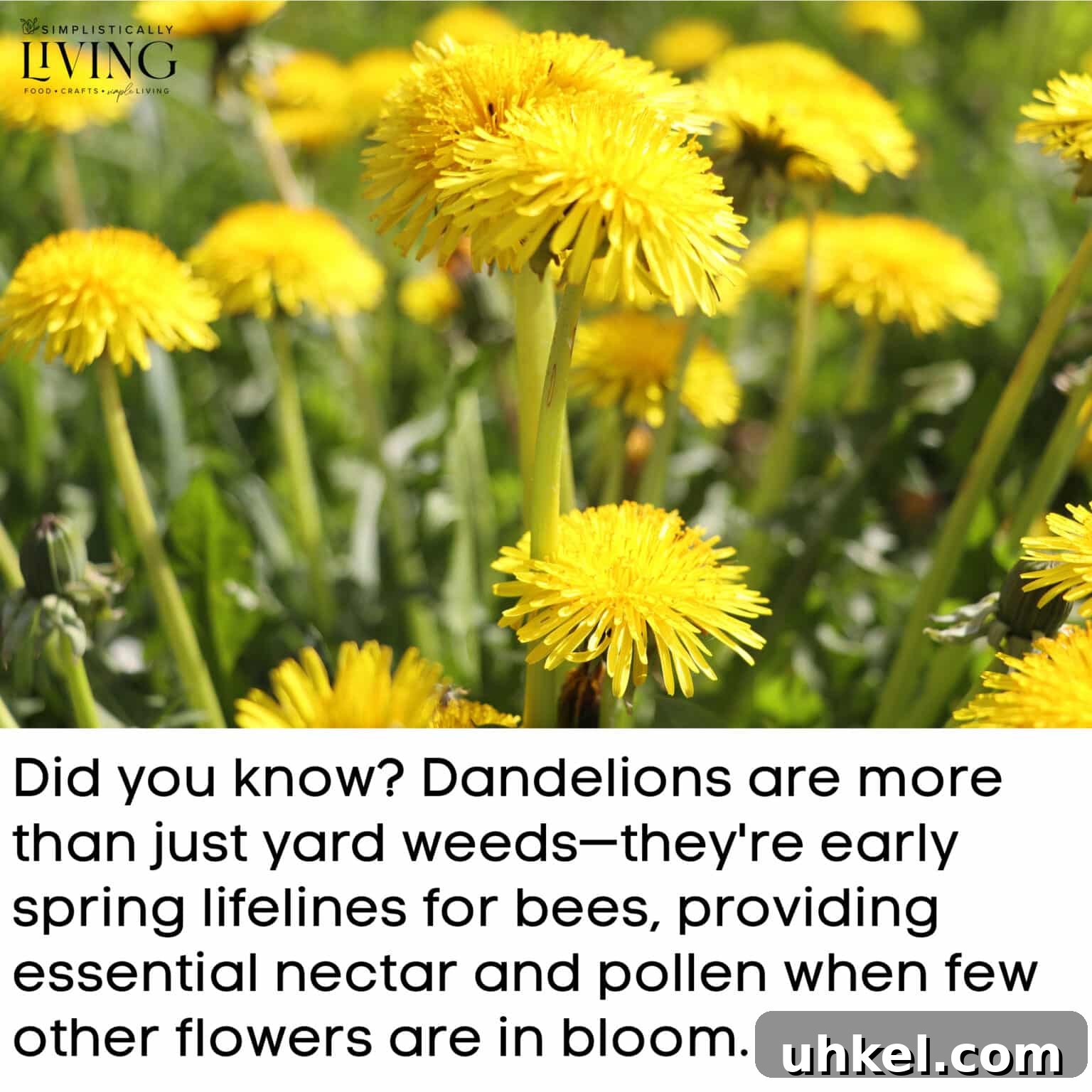 dandelions in grass