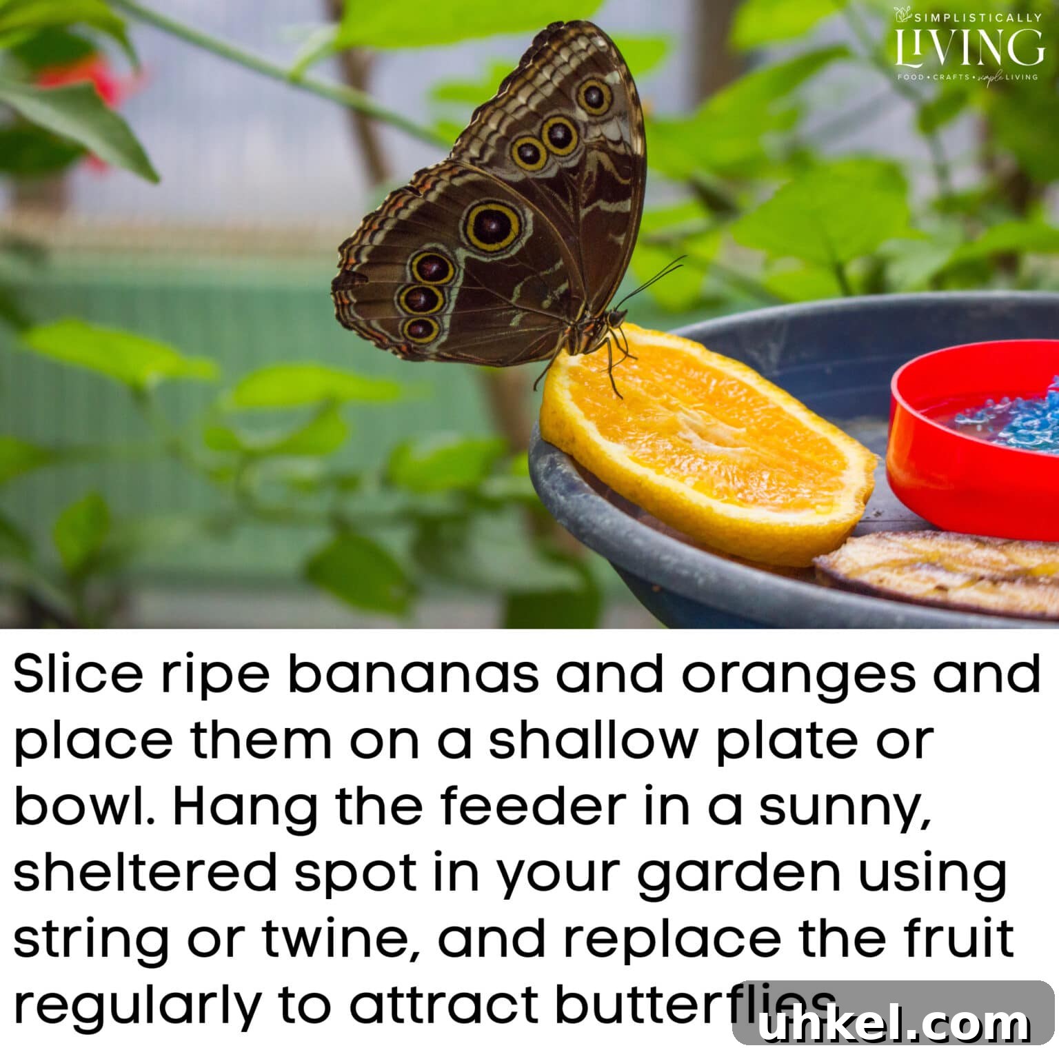 a butterfly eating an orange on bird feeder