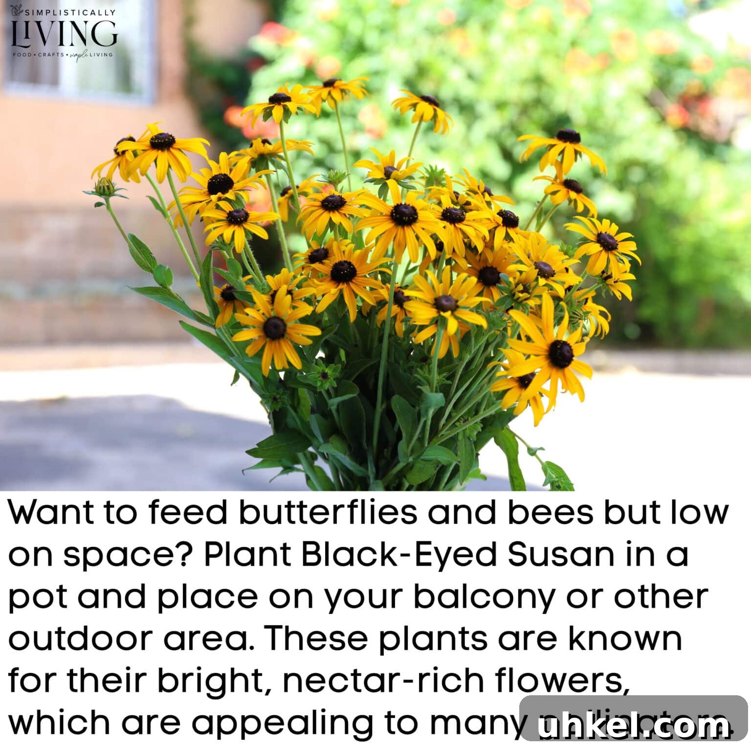 black-eyed susan plant
