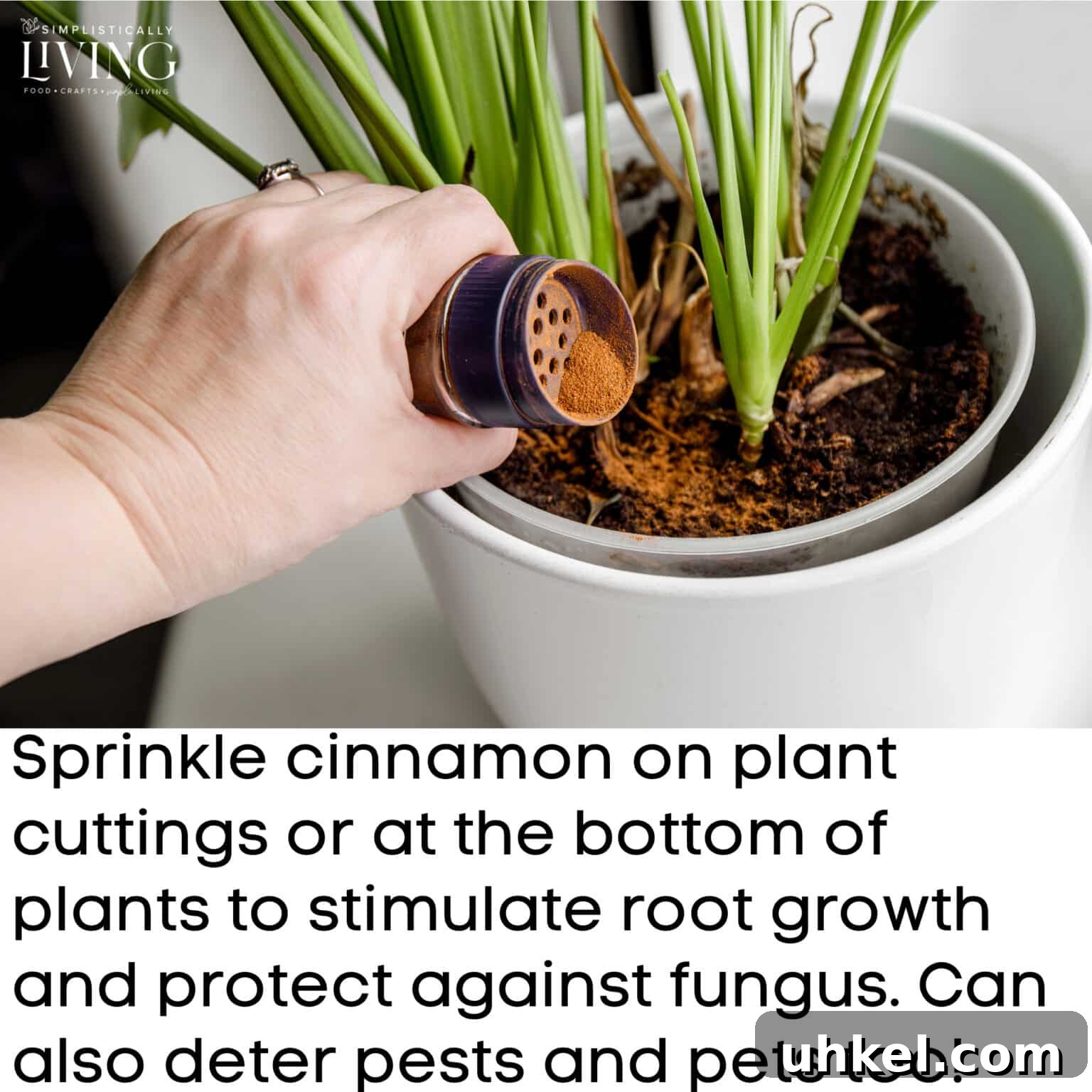 hand pouring cinnamon into indoor plant