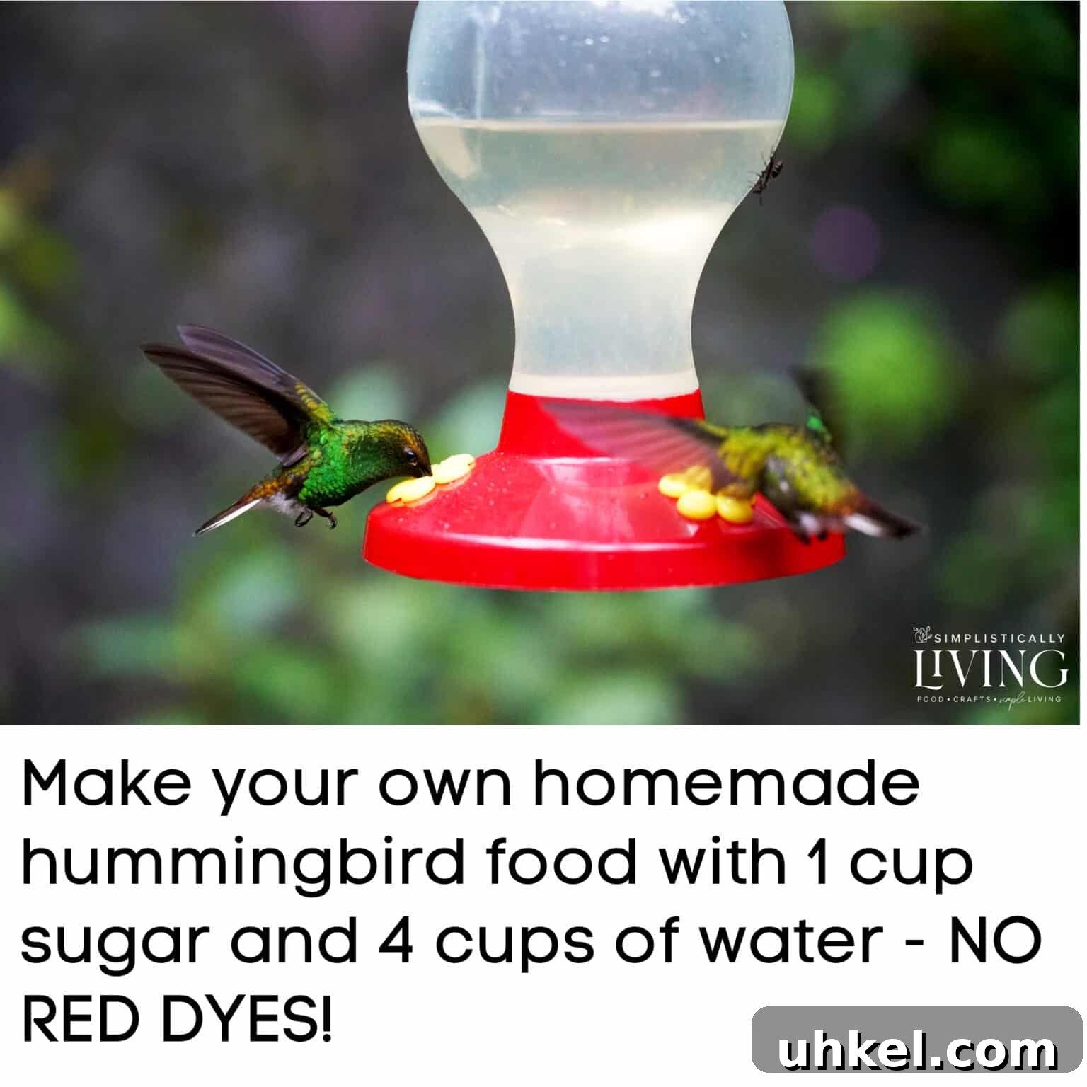two hummingbirds eating from hummingbird feeder