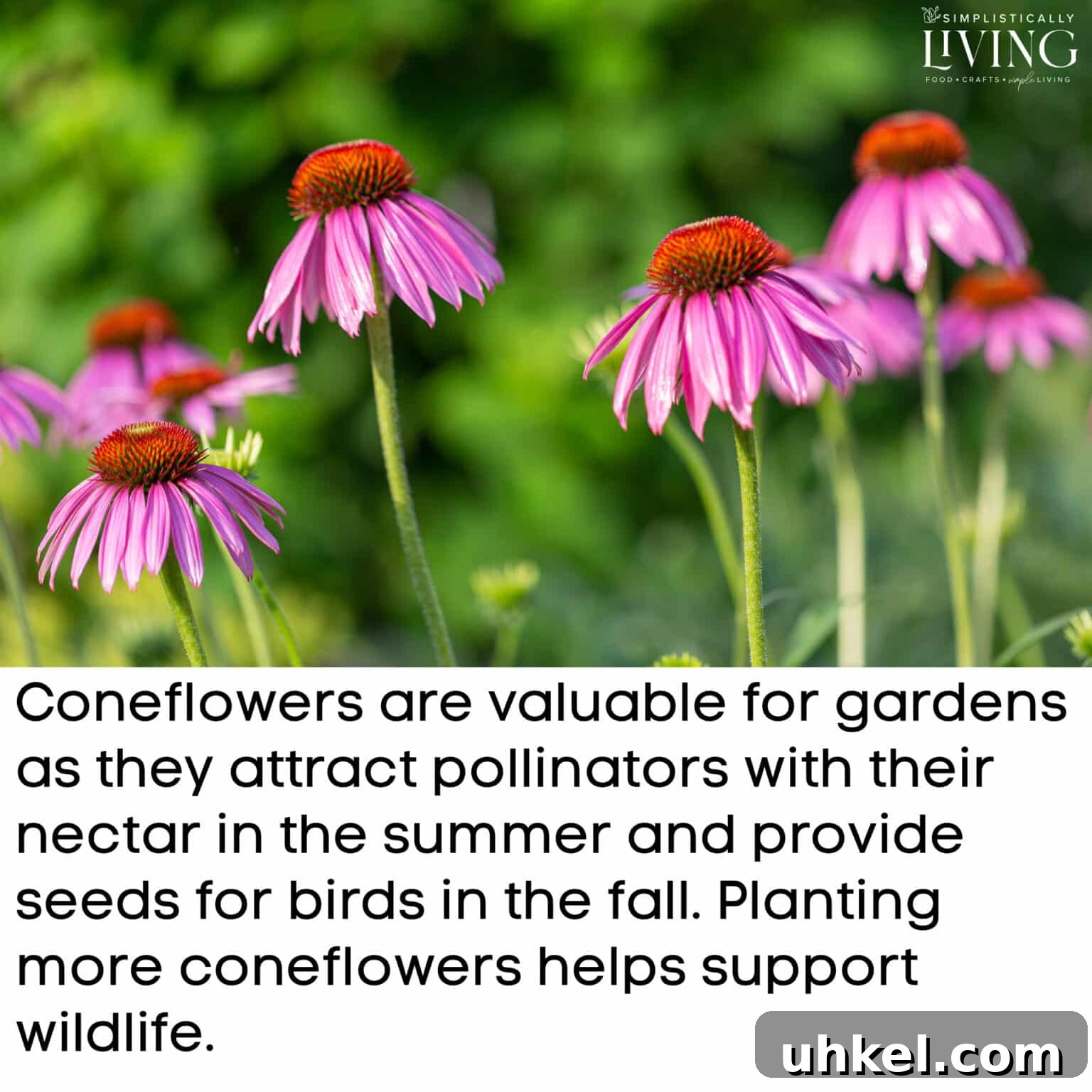 purple coneflowers