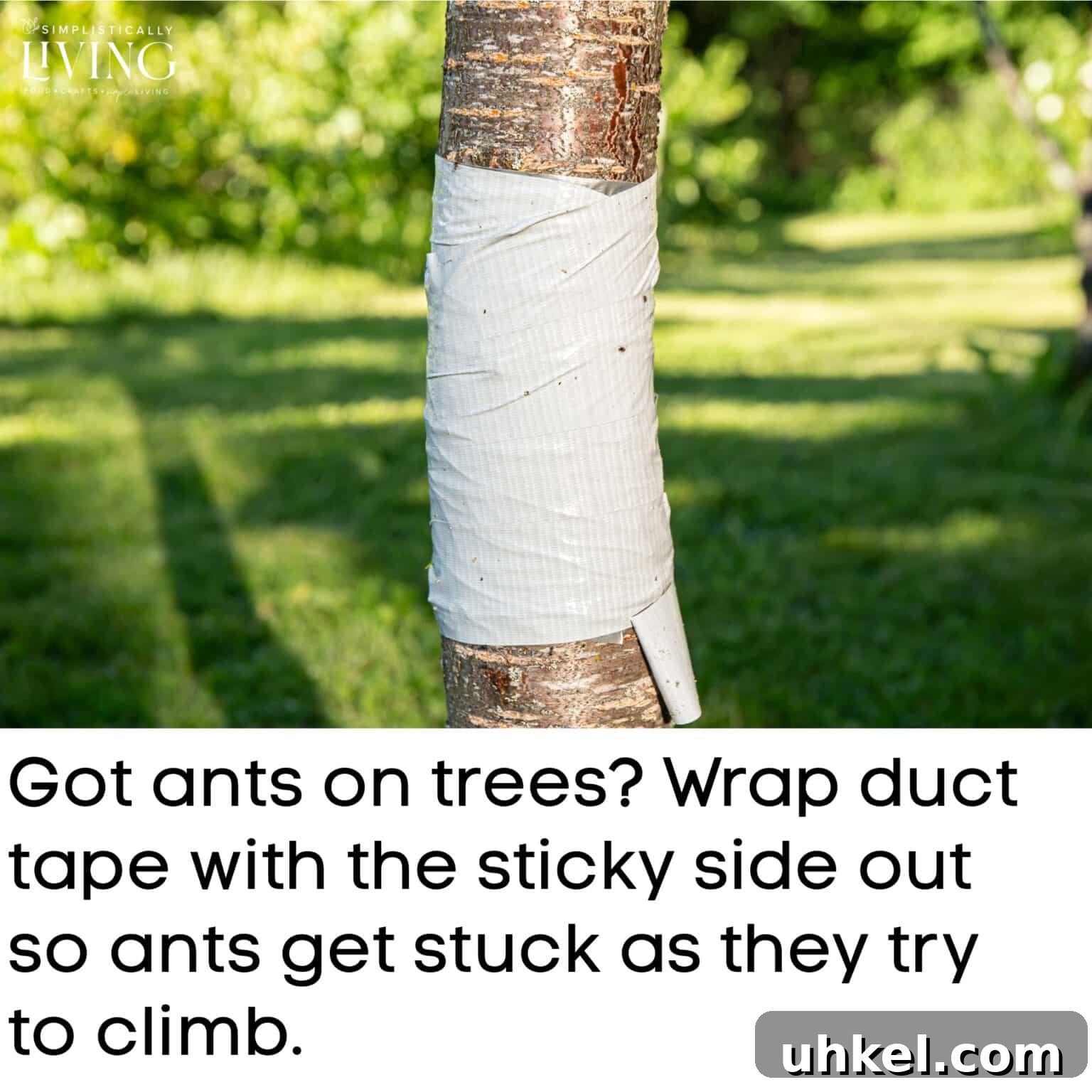 a tree with duct tape wrapped around it